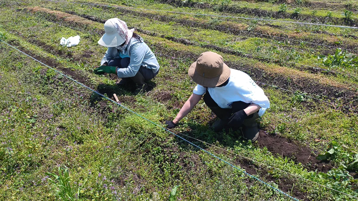 畑で作業するメンバー